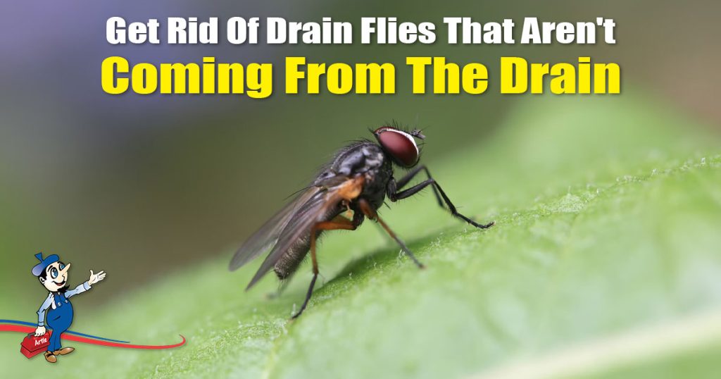 How To Get Rid Of Drain Flies That Arent From Your Drain