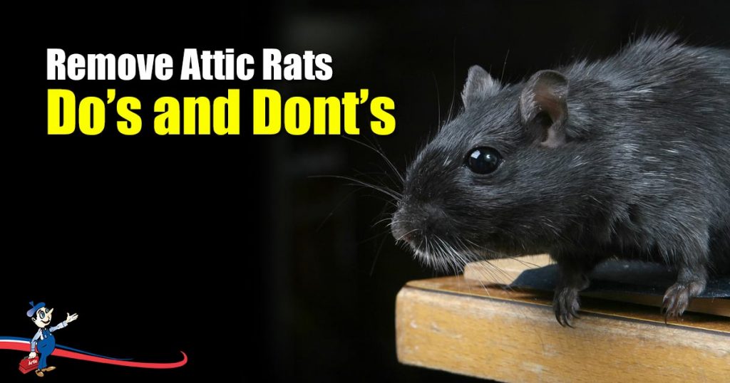 Are Rats in Your Attic Really Dangerous or Just an Inconvenience?